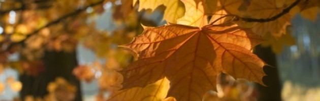 Autumn-Resolutions-630x200