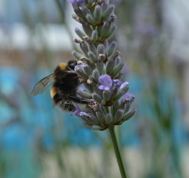 My husband took this shot of one of the many bumblebees currently residing on the lavender in our back garden