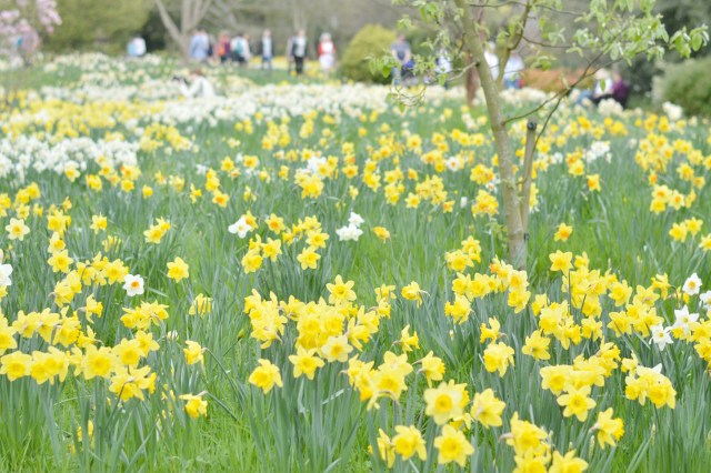 Daffodils